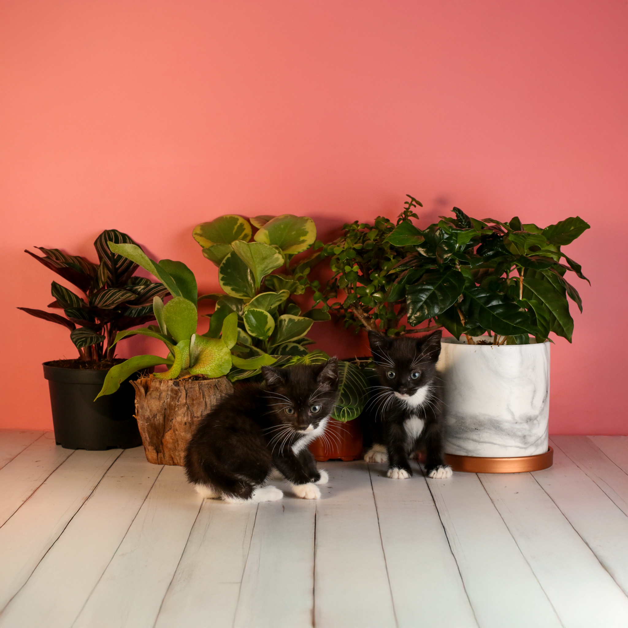 Adopt a Kitty!
