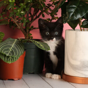Kitten Photoshoot