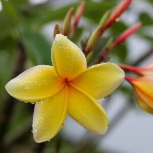 Plumeria