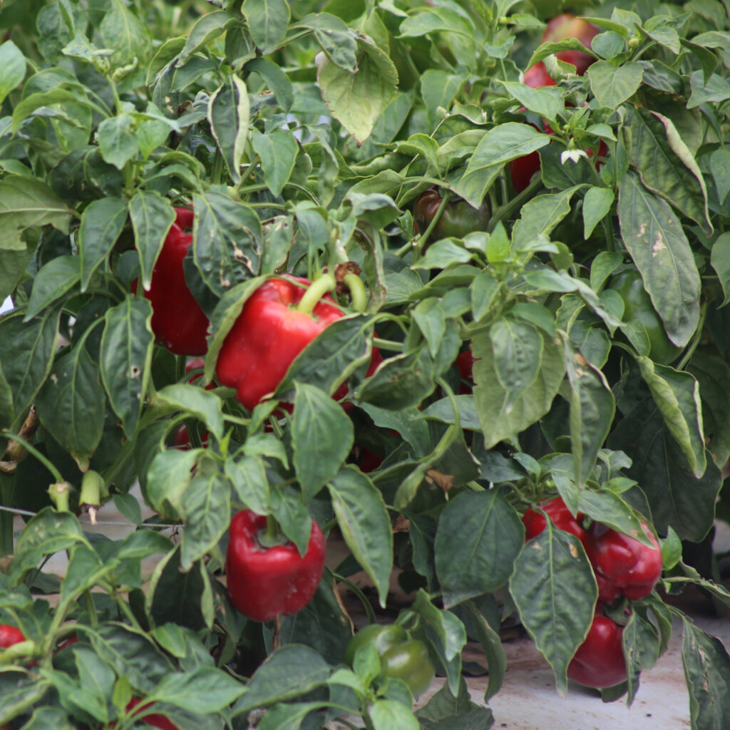 Fresh Harvest of Peppers