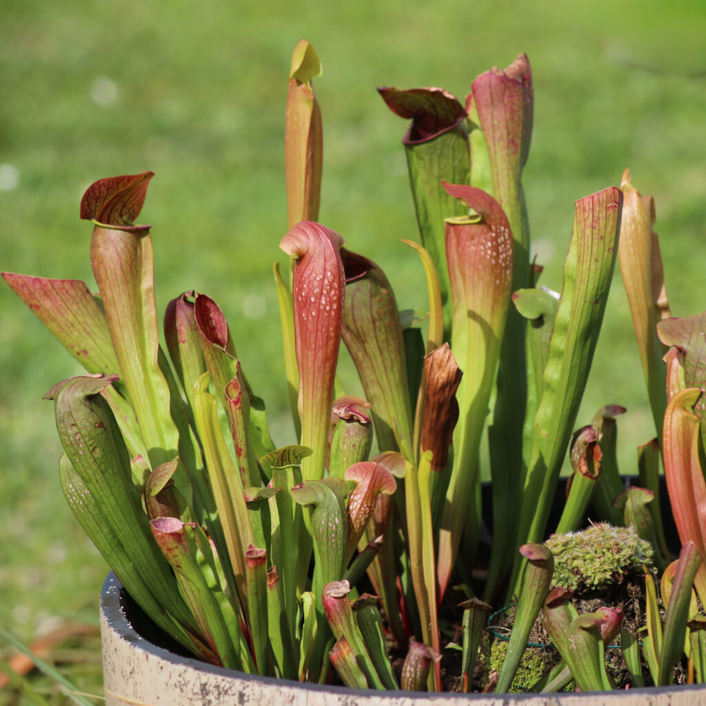 Sarracenia Bug Bat Carnivorous Plants in bog.