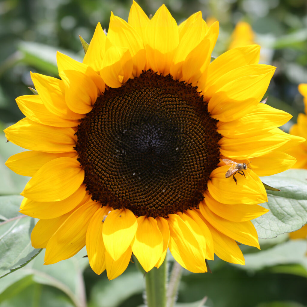 sunflower with a honey bee