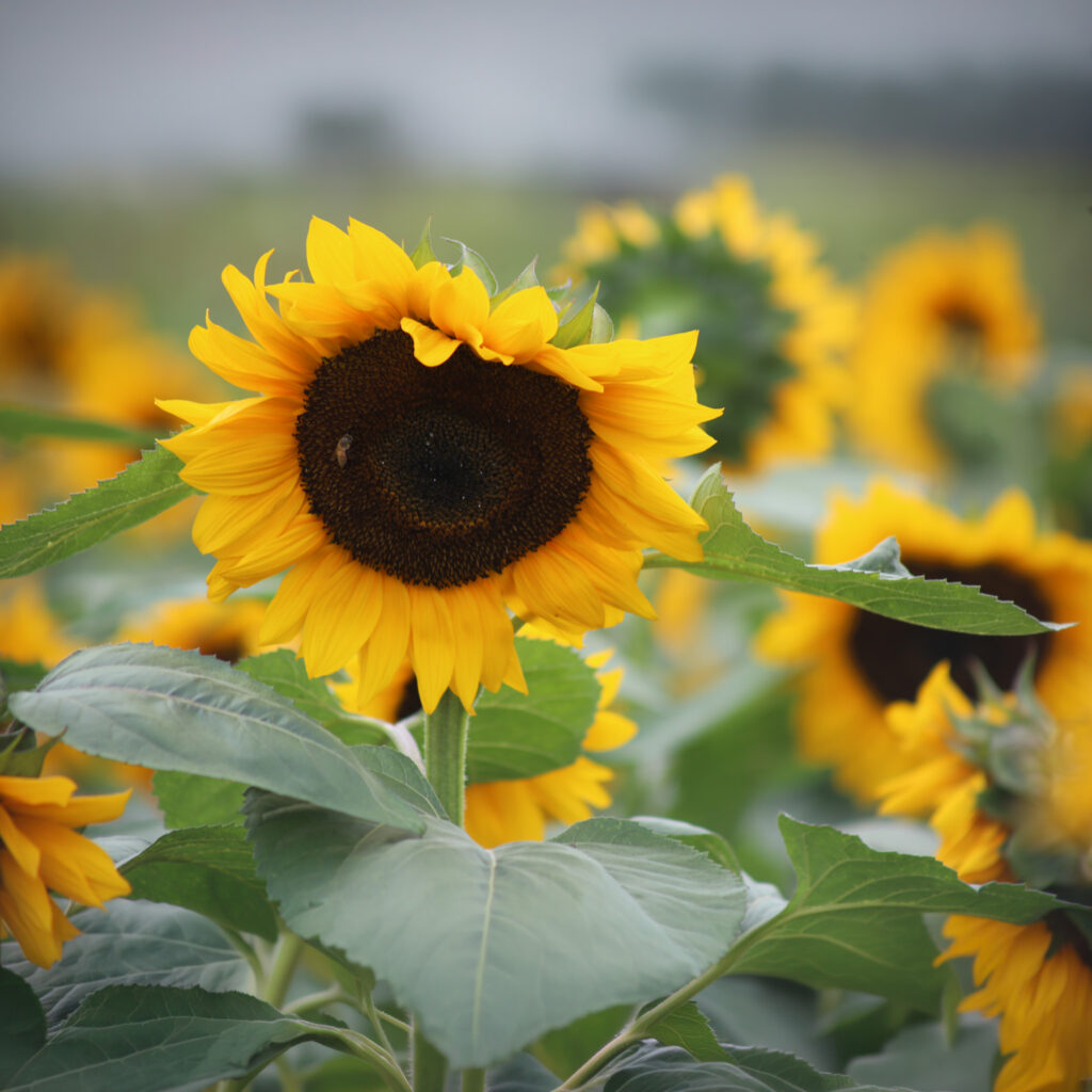 sunflower field
