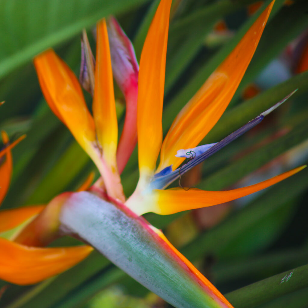 bird or paradise plant