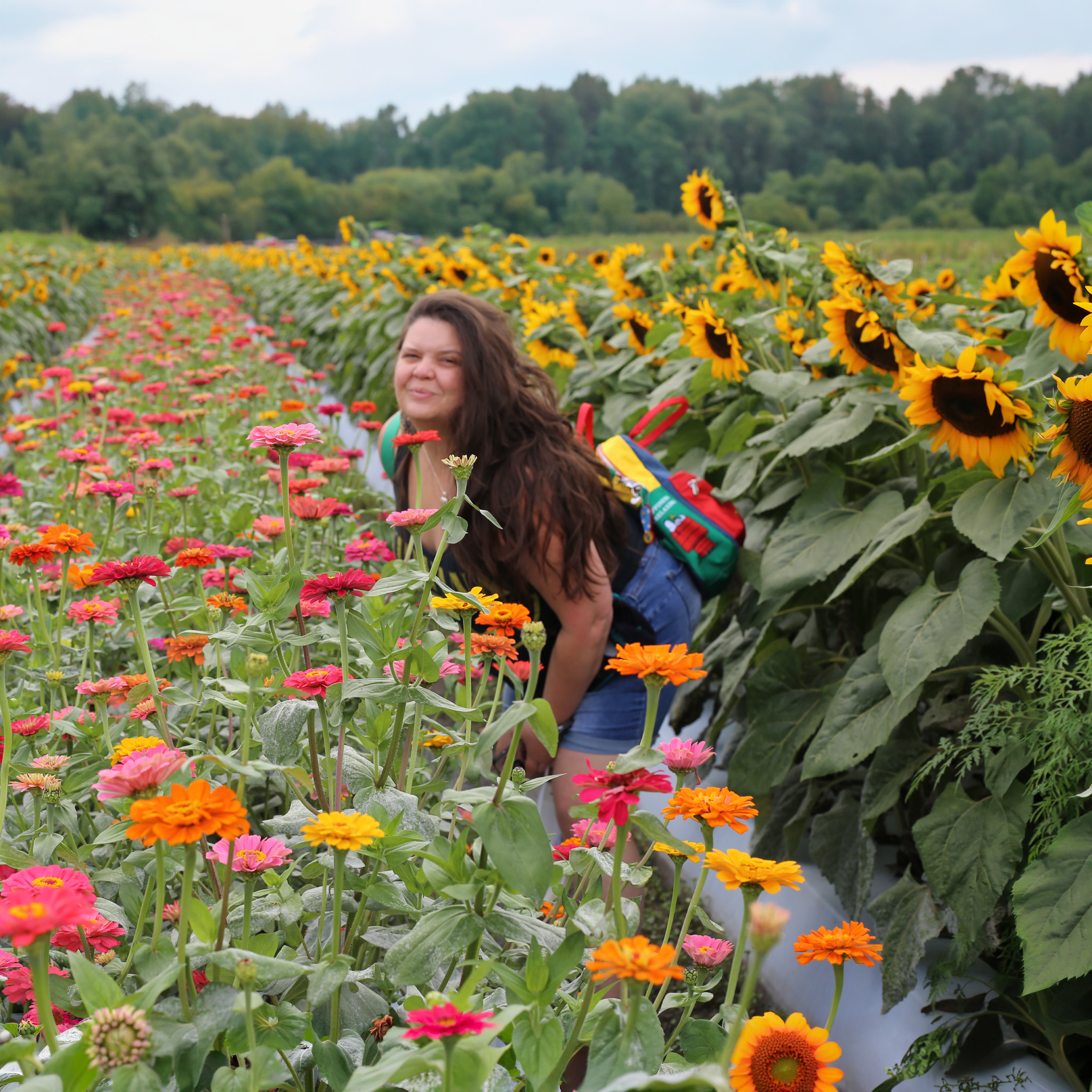 Sunflower Fields